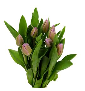 Tulipan alibi 31 - TULALI