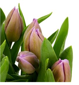 Tulipan alibi 31 - TULALI