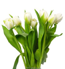 Tulipan white dream 39 - TULWHIHEA