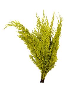 Tuya amarillo a2 - TUYAMA