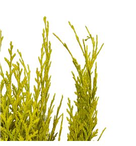 Tuya amarillo a2 - TUYAMA