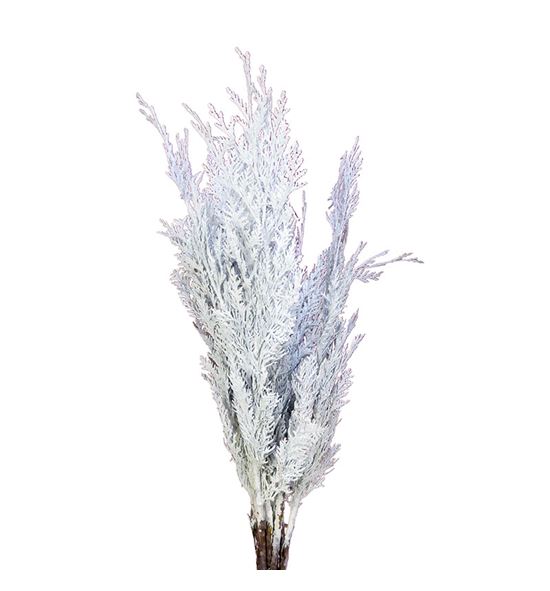 Tuya blanca a2 - TUYBLA