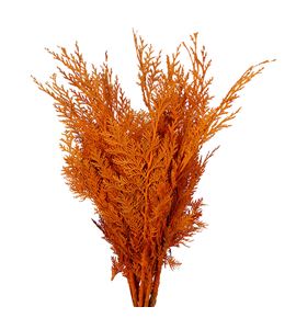 Tuya naranja a2 - TUYNAR