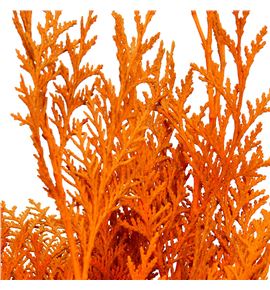 Tuya naranja a2 - TUYNAR