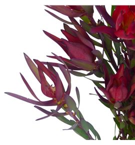 Leucadendro sal blush 50 - LEUSALBLU