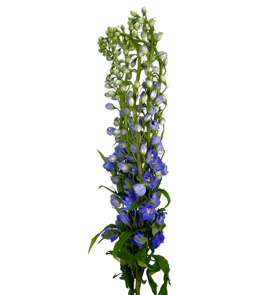 Delphinium guardian blue 80 - DELGUABLU