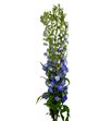 Delphinium guardian blue 80 - DELGUABLU