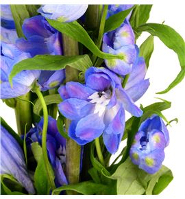 Delphinium guardian blue 80 - DELGUABLU