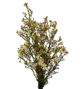 Chame maya 80 - CHAMAY