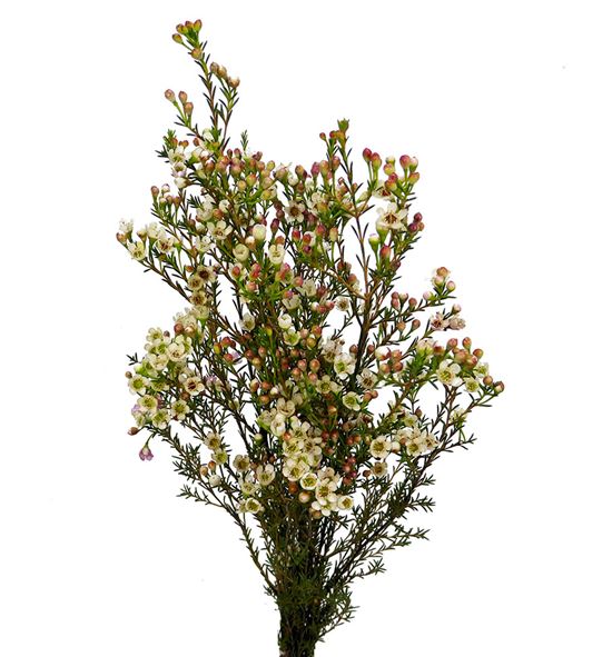 Chame maya 80 - CHAMAY