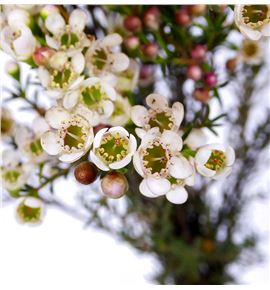 Chame maya 80 - CHAMAY