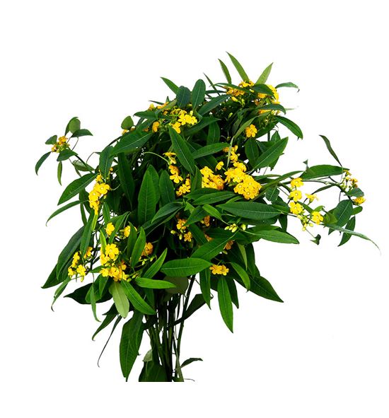 Euph cream yellow river 80 - EUPCREYELRIV