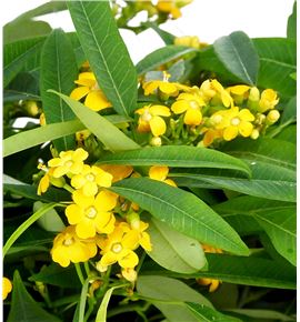 Euph cream yellow river 80 - EUPCREYELRIV