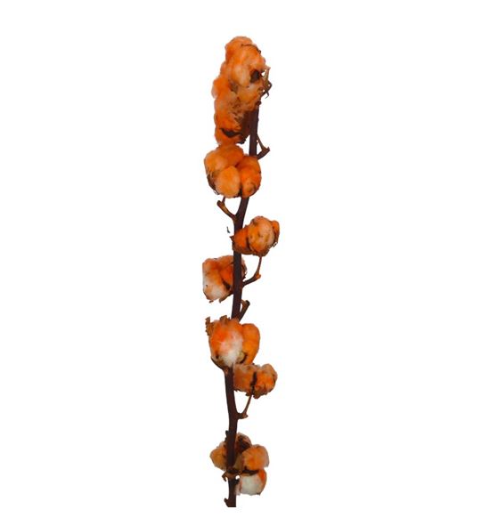 Algodon naranja - ALGNAR