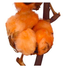 Algodon naranja - ALGNAR
