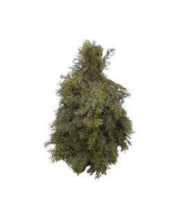 Arbol arizonica 40 a2 - ARBARIA2