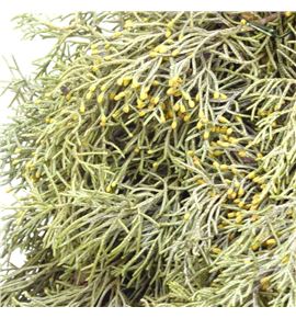 Arbol arizonica 40 a2 - ARBARIA2