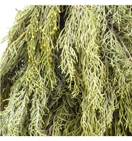 Arbol arizonica op 80 a2 - ARBARIOPA2