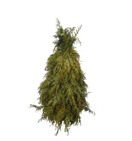 Arbol conifeer 40 a2 - ARBCONA2