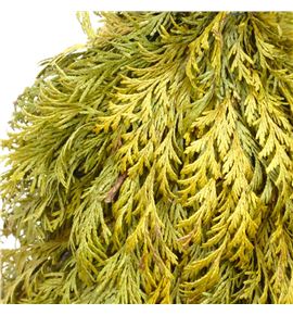 Arbol conifeer 40 a2 - ARBCONA2