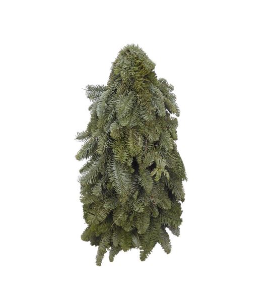 Arbol nobilis 40 a2 - ARBNOBA2