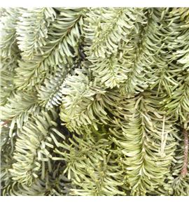 Arbol nobilis 40 a2 - ARBNOBA2