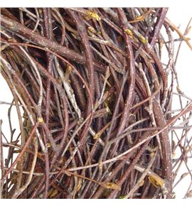 Corona abedul 30 - CORABE