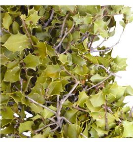 Corona ilex blatt 35 - CORILEBLA