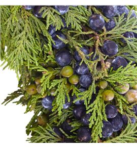 Corona juniperus 35 - CORJUN