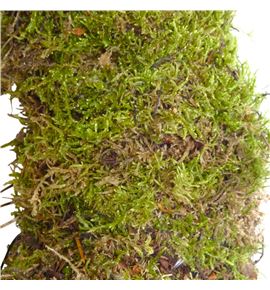 Corona musgo 35 - CORMUS