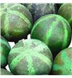 Droog ball verde x20 - DROBALVER1