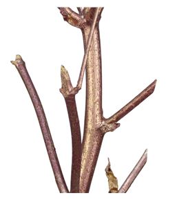 Ferule kapstok antique rosa 175 - FERKAPANTROS