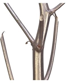 Ferule kapstok champagne 175 - FERKAPCHA