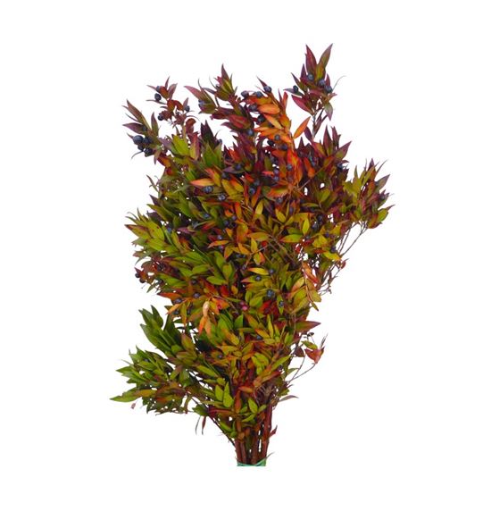 Myrthus communis otoñal 55 - MYRCOMOTO