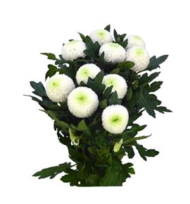 Cr laporta 70 - CRGLAP