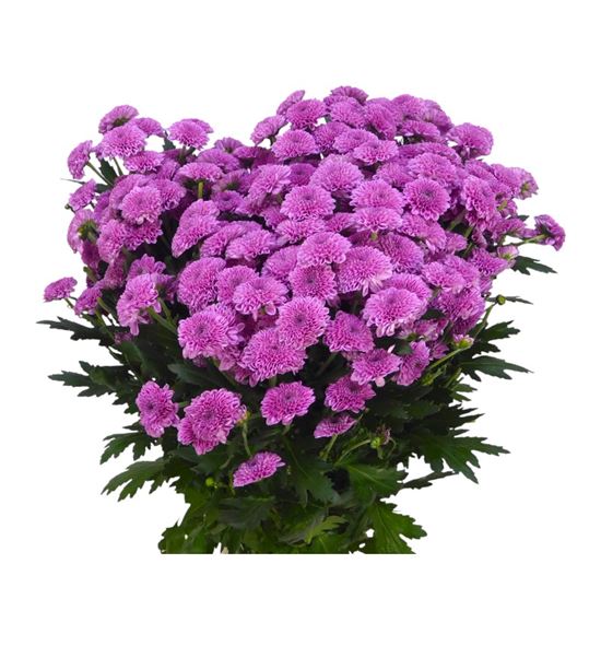 Cr santini kismo pink 55 - CRSKISPIN