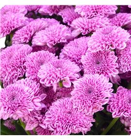 Cr santini kismo pink 55 - CRSKISPIN