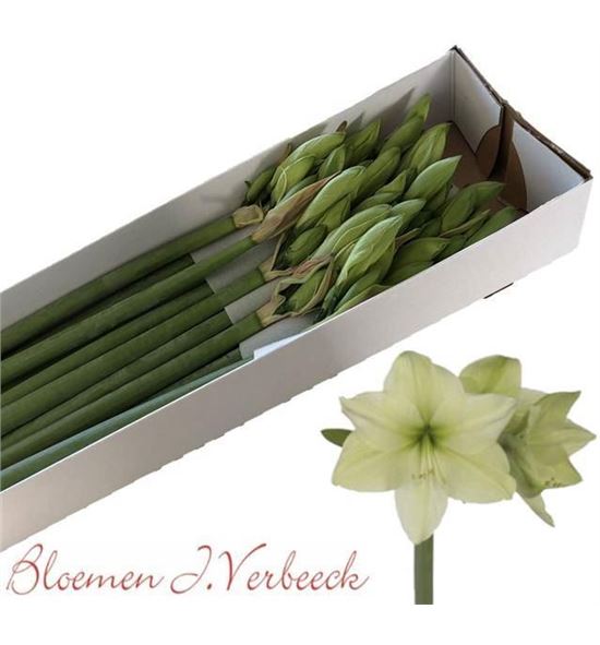 Amarilis albarino 80 x15 - HIPLUN1580