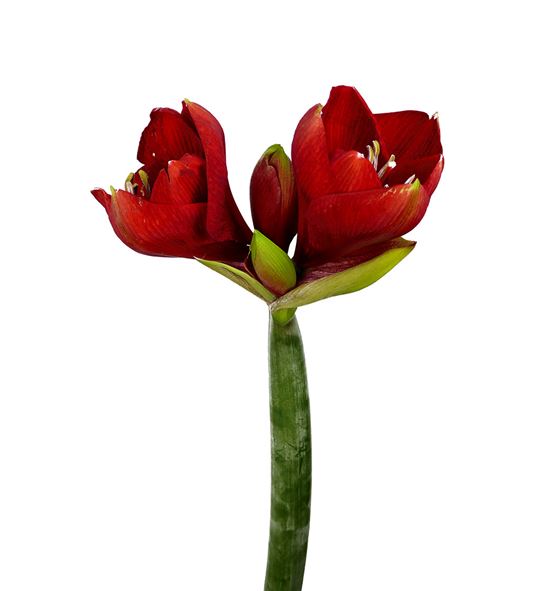 Amarilis tenerife 80 x12 - HIPFER