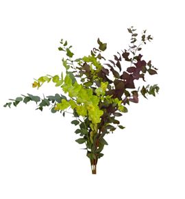 Eucaliptu cinerea otoñal natural - EUCCINOTONAT