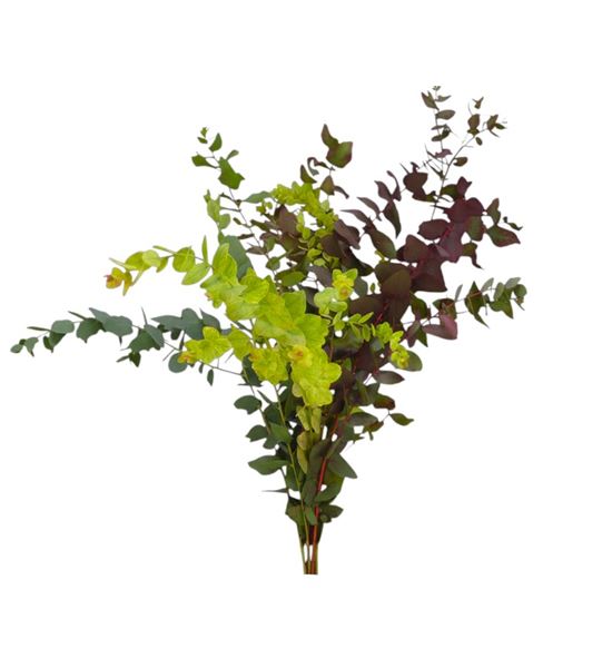 Eucaliptu cinerea otoñal natural - EUCCINOTONAT