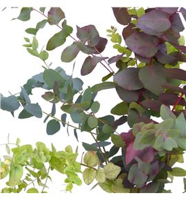 Eucaliptu cinerea otoñal natural - EUCCINOTONAT
