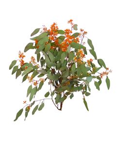 Eucaliptu populus flor naranja 70 - EUCPOPFLONAR
