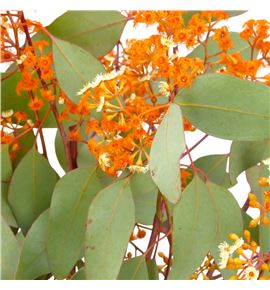 Eucaliptu populus flor naranja 70 - EUCPOPFLONAR