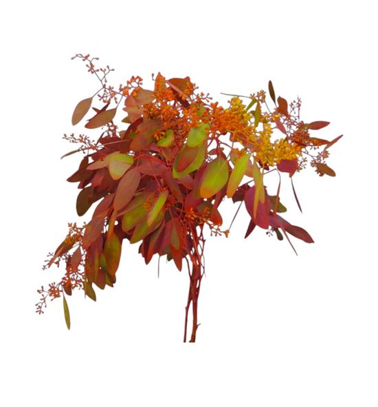 Eucaliptu populus otoñal 70 - EUCPOPOTO70