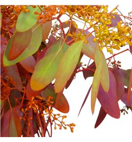 Eucaliptu populus otoñal 70 - EUCPOPOTO70