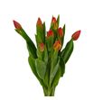 Tulipan red westfrisian 39 - TULREDWES