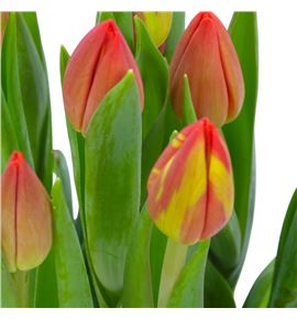 Tulipan red westfrisian 39 - TULREDWES