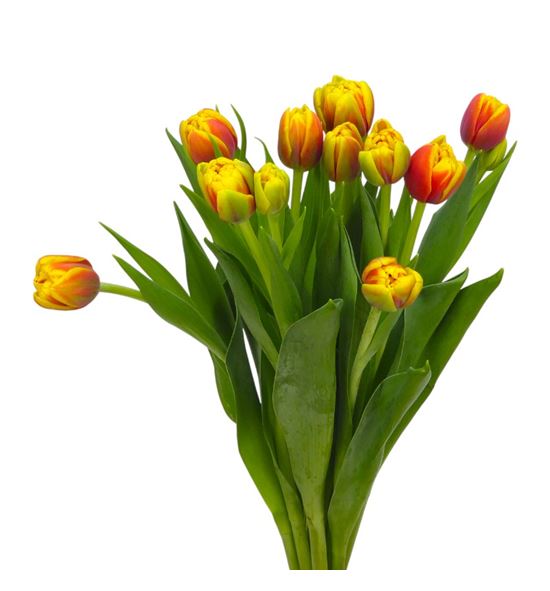 Tulipan shell 40 - TULSHE