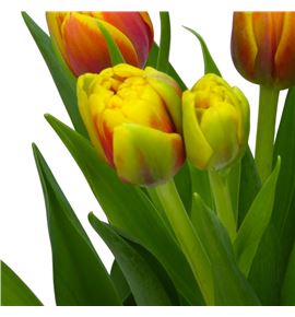 Tulipan shell 40 - TULSHE